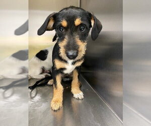 Norfolk Terrier-Unknown Mix Dogs for adoption in Fayetteville, NC, USA