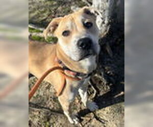 Staffordshire Bull Terrier-Unknown Mix Dogs for adoption in Woodland, CA, USA
