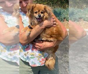 Pomeranian-Tibetan Spaniel Mix Dogs for adoption in Santa Ana, CA, USA