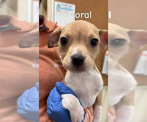 Chihuahua-Unknown Mix Dogs for adoption in New York, NY, USA