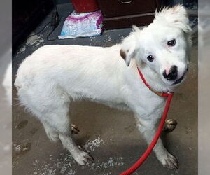 Spaniel-Unknown Mix Dogs for adoption in Unionville, PA, USA