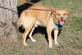 Labrottie Dogs for adoption in Lytle, TX, USA