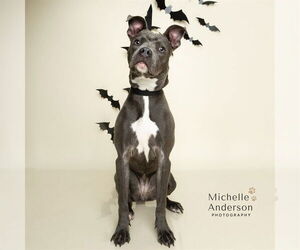 American Pit Bull Terrier-Italian Greyhound Mix Dogs for adoption in Corona, CA, USA