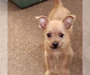 Chihuahua-Unknown Mix Dogs for adoption in Batavia, OH, USA