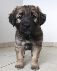 Rat Terrier Dogs for adoption in Eden Prairie, MN, USA
