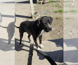 American Staffordshire Terrier-Unknown Mix Dogs for adoption in San Antonio, TX, USA