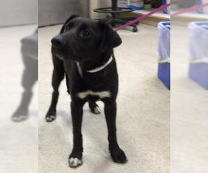 Labrador Retriever Dogs for adoption in Riverside, CA, USA