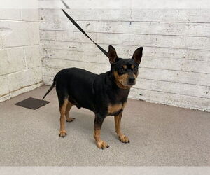 Miniature Pinscher Dogs for adoption in San Bernardino, CA, USA