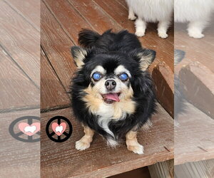 Medium Photo #1 Pomeranian Puppy For Sale in Lebanon, PA, USA