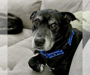 Labrador Retriever-Unknown Mix Dogs for adoption in Spring Lake, NC, USA