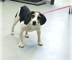 Beagle-Unknown Mix Dogs for adoption in Fayetteville, NC, USA