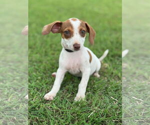 Dachshund-Unknown Mix Dogs for adoption in PIPE CREEK, TX, USA