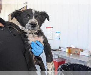 Border Collie Dogs for adoption in Bakersfield, CA, USA