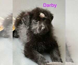 Aussiedor Dogs for adoption in Aurora, IN, USA