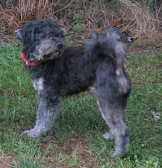 Portuguese Water Dog Dogs for adoption in Pataskala, OH, USA