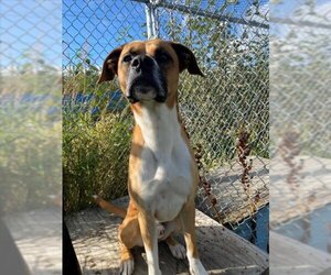 Boxer Dogs for adoption in Palmer, AK, USA