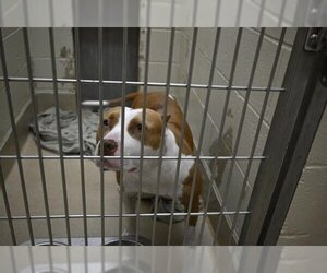 American Bulldog Dogs for adoption in Decatur, IL, USA