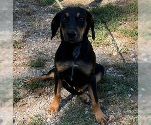 Catahoula Leopard Dog-Unknown Mix Dogs for adoption in Denison, TX, USA