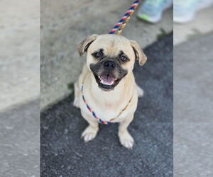 Pug-Unknown Mix Dogs for adoption in Boston, MA, USA