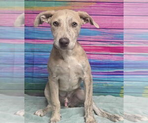American Pit Bull Terrier-Unknown Mix Dogs for adoption in Lakewood, CO, USA