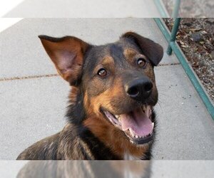 Shepweiller Dogs for adoption in Santa Rosa, CA, USA