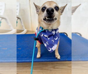 Chihuahua-Unknown Mix Dogs for adoption in Greenville, SC, USA