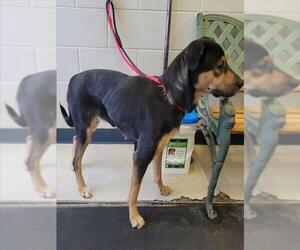 Gerberian Shepsky Dogs for adoption in Anchorage, AK, USA