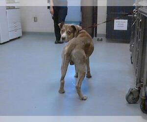 American Bulldog-Unknown Mix Dogs for adoption in Fayetteville, NC, USA