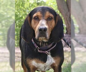 Black and Tan Coonhound Dogs for adoption in Westminster, MD, USA
