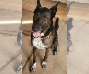 Mutt Dogs for adoption in Chandler, AZ, USA