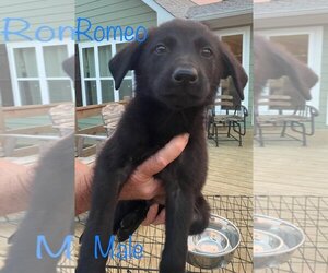 Collie-Labrador Retriever Mix Dogs for adoption in Pawtucket, RI, USA