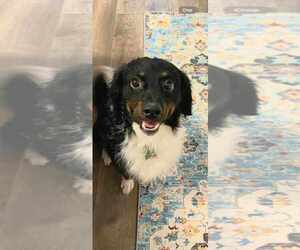 Australian Shepherd-Unknown Mix Dogs for adoption in Plymouth, MN, USA