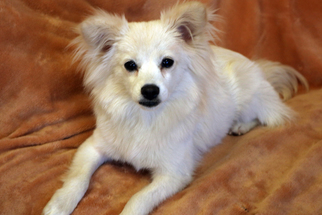 Pomimo Dogs for adoption in Agoura Hills, CA, USA