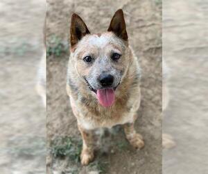 Mutt Dogs for adoption in Riverside, CA, USA