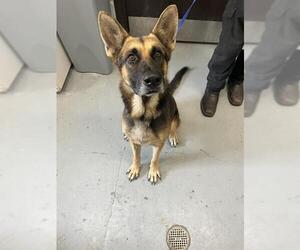 German Shepherd Dog-Unknown Mix Dogs for adoption in Corpus Christi, TX, USA