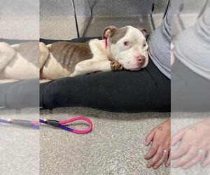 American Pit Bull Terrier Dogs for adoption in Louisville, KY, USA