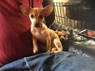 Medium Photo #1 Chihuahua Puppy For Sale in Calimesa, CA, USA
