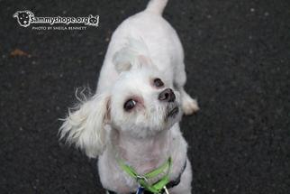 Medium Photo #1 Maltese-Unknown Mix Puppy For Sale in Sayreville, NJ, NJ, USA