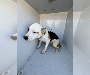 Mutt Dogs for adoption in Augusta, GA, USA