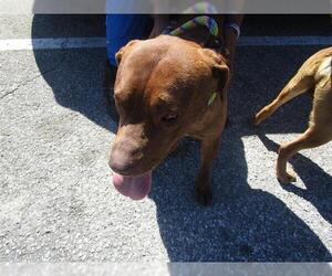 Labrador Retriever-Unknown Mix Dogs for adoption in Ocala, FL, USA