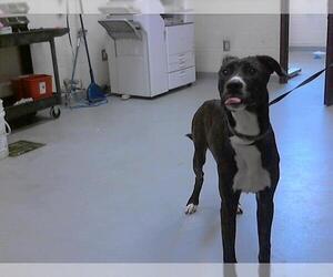 Labrador Retriever-Unknown Mix Dogs for adoption in Fayetteville, NC, USA