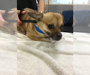 Chihuahua-Unknown Mix Dogs for adoption in Riverside, CA, USA