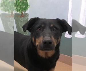 Labrottie Dogs for adoption in Lovingston, VA, USA