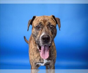 American Pit Bull Terrier-Unknown Mix Dogs for adoption in West Palm Beach, FL, USA
