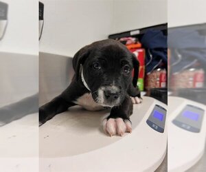 Medium Photo #1 American Pit Bull Terrier-Unknown Mix Puppy For Sale in Bakersfield, CA, USA