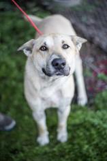 German Shepherd Dog-Unknown Mix Dogs for adoption in Fresno, CA, USA