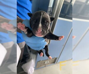 American Pit Bull Terrier Dogs for adoption in San Bernardino, CA, USA