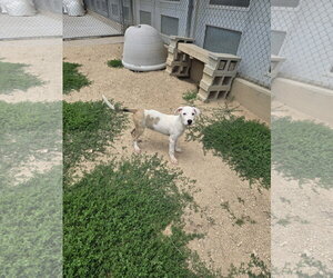 Mutt Dogs for adoption in Maquoketa, IA, USA
