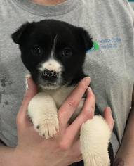 Bordernese Dogs for adoption in Maple Grove, MN, USA