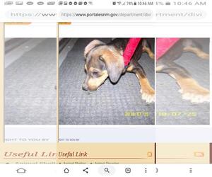 Beagle-Coonhound Mix Dogs for adoption in Albuquerque, NM, USA
